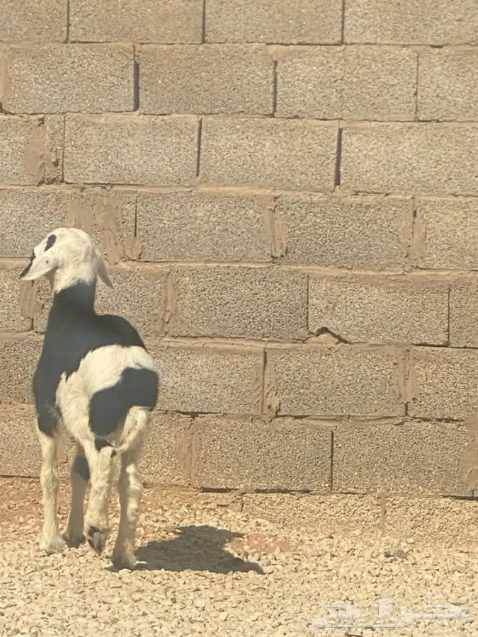 للبيع 4