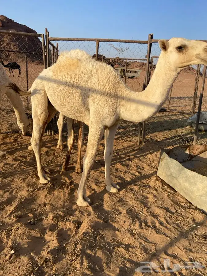 ثلاث قعدان طيبات الموقع الشملي 1