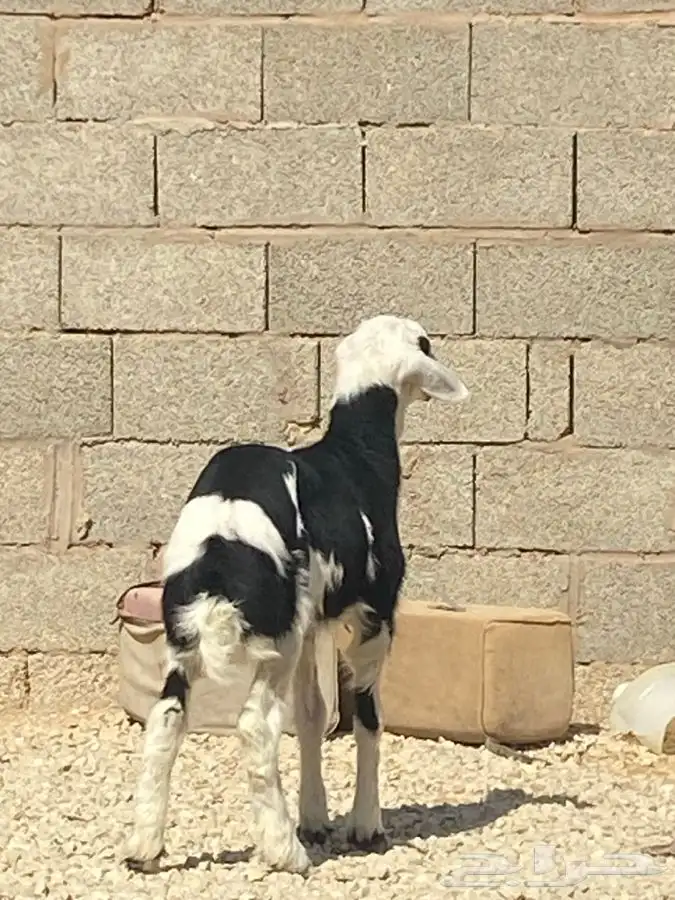 للبيع 2