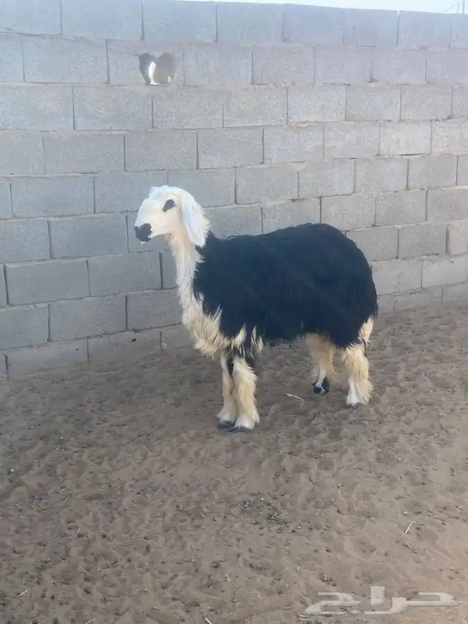 جذعه نجديه 3
