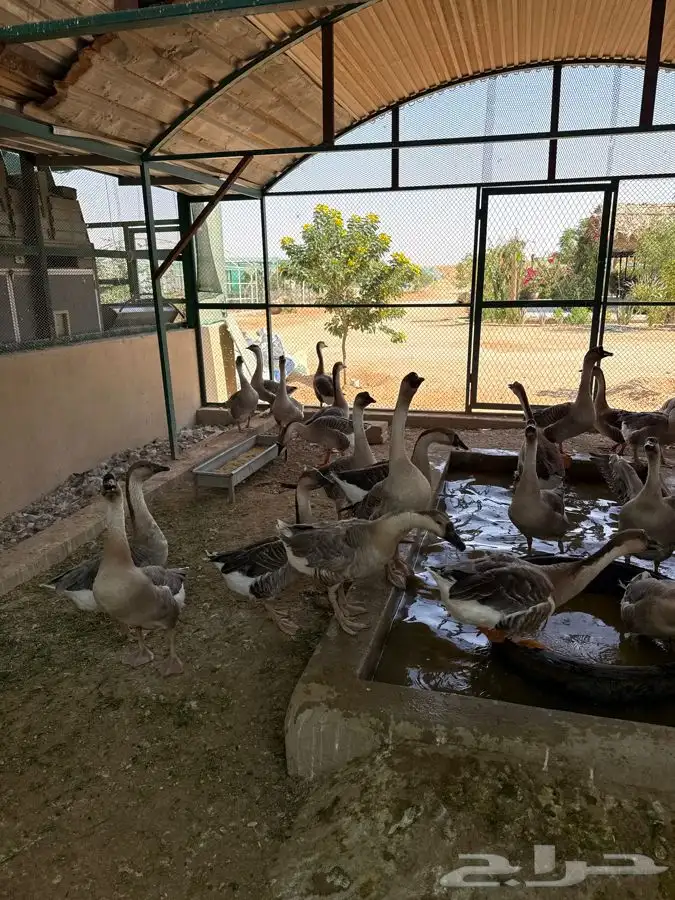 وز عراقي للبيع 1