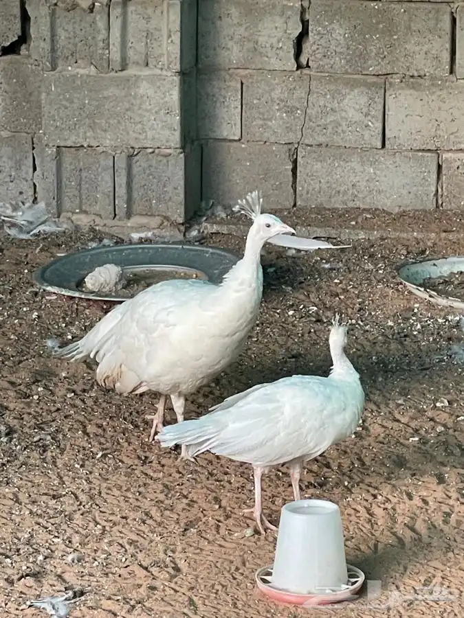 طاؤوس للبيع 1