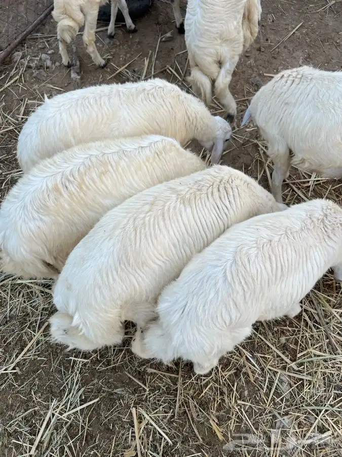 خرفان جذعان 6