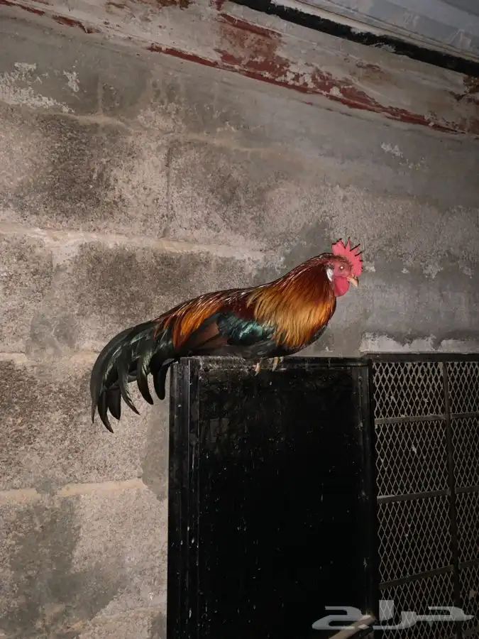 ديك وا 2 دجاج فنكس فونكس 1