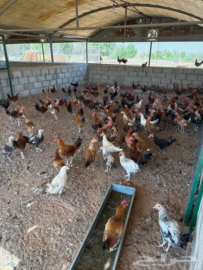 دجاج بلدي للبيع 2