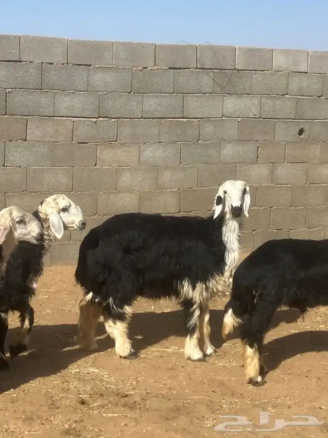 جذعه نجديه 2