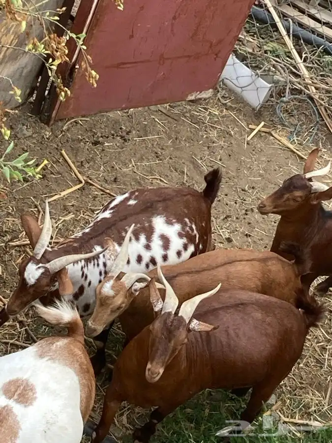 ذبايح مرابي عسير 15