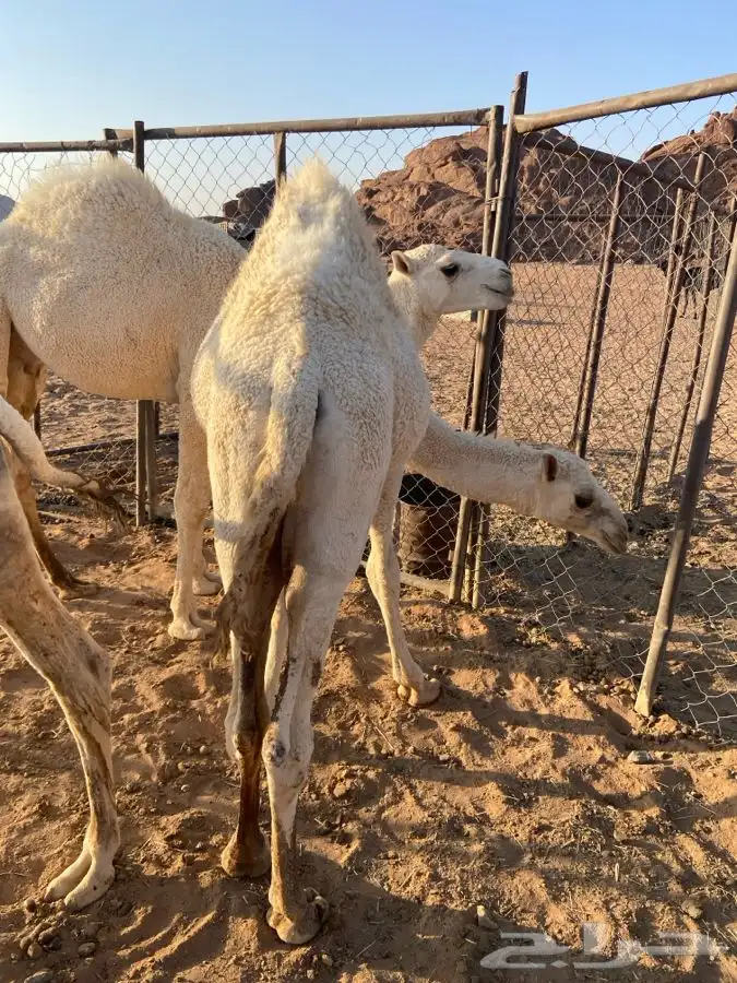 ثلاث قعدان طيبات الموقع الشملي 2