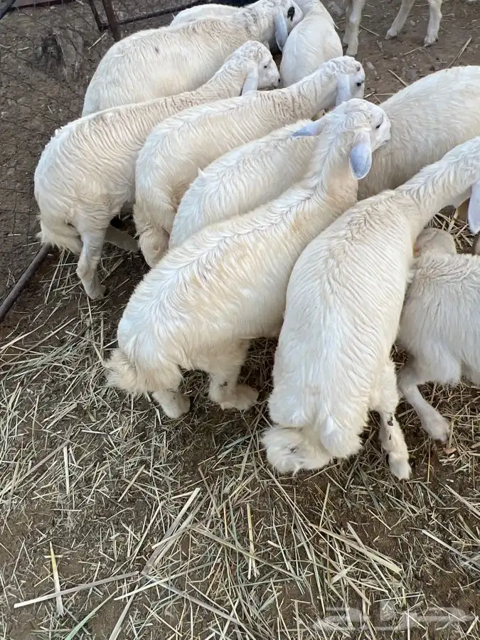 خرفان جذعان 5