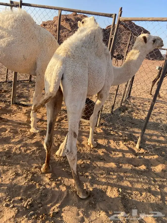 ثلاث قعدان طيبات الموقع الشملي 4