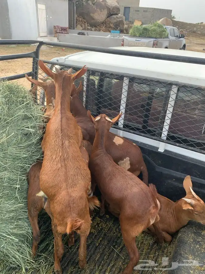 ذبايح مرابي عسير 34