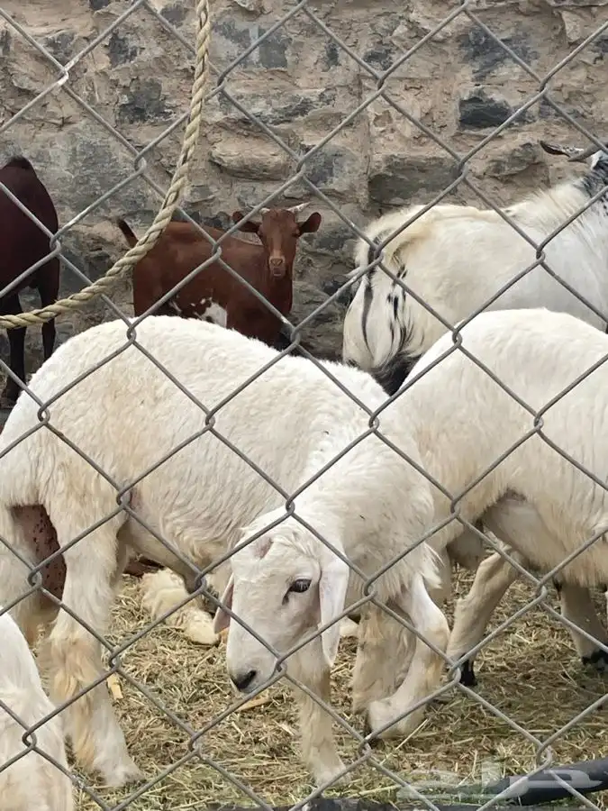 ذبايح مرابي عسير 18