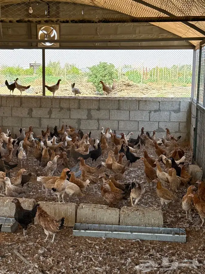 دجاج بلدي للبيع 0
