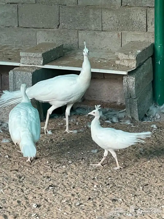 طاؤوس للبيع 0