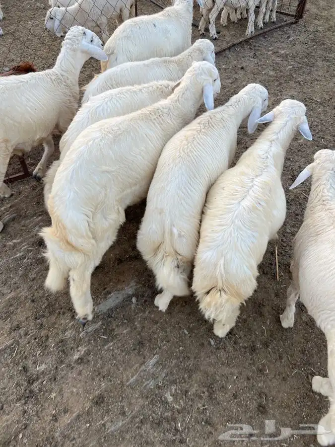 خرفان جذعان 7