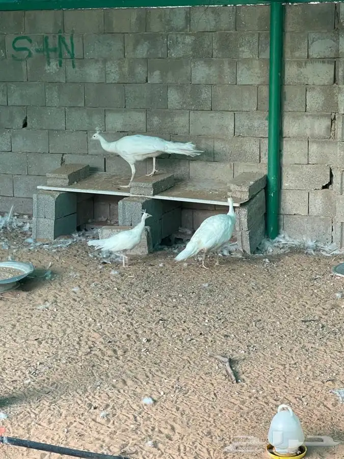 طاؤوس للبيع 2