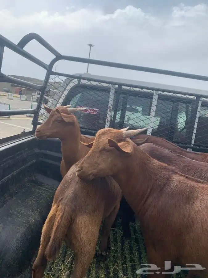 ذبايح مرابي عسير 32