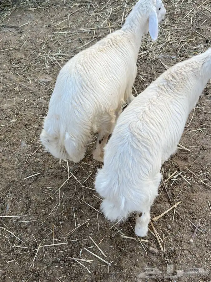 خرفان جذعان 3