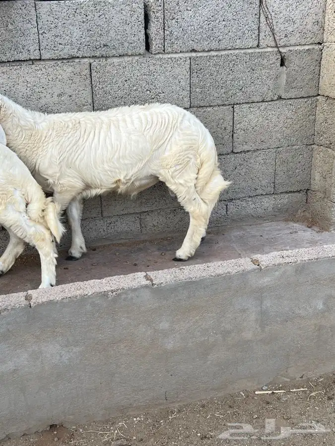 خرفان جذعان 2