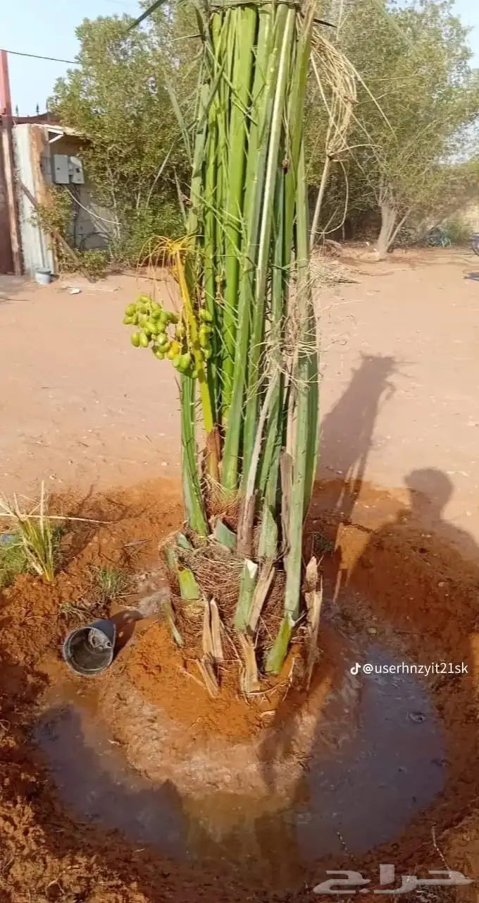 يوجد لدينا جميع انواع النخيل المثمره وجميع المقاسات المختلفة 9
