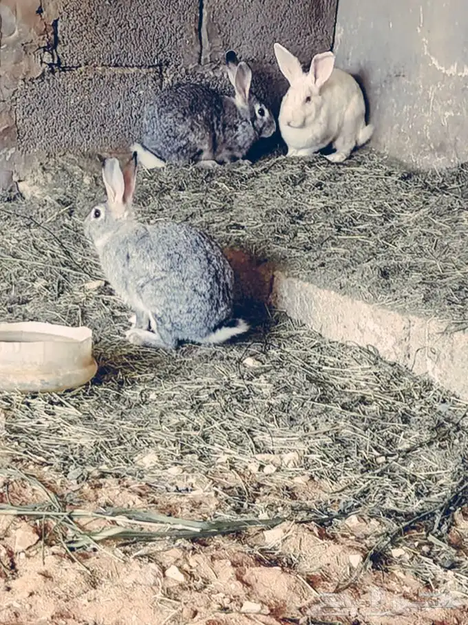 ارانب فرنسي 3