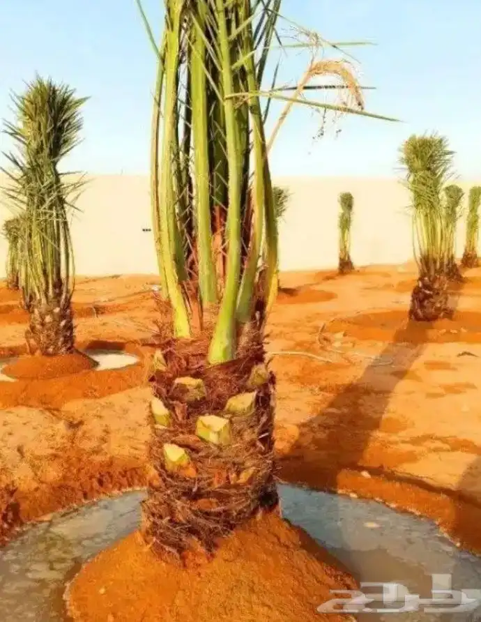 ابو علي لتوريد انخيل 3