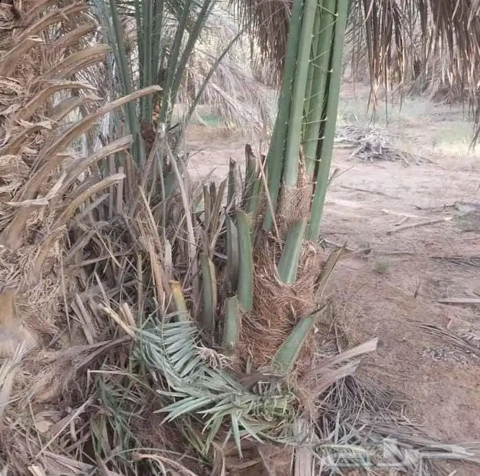 نخل للبيع 9