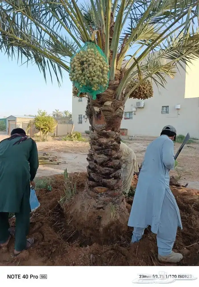 يوجد لدينا نخل عربي ووشنطني جميع المقاسات متوفره 19