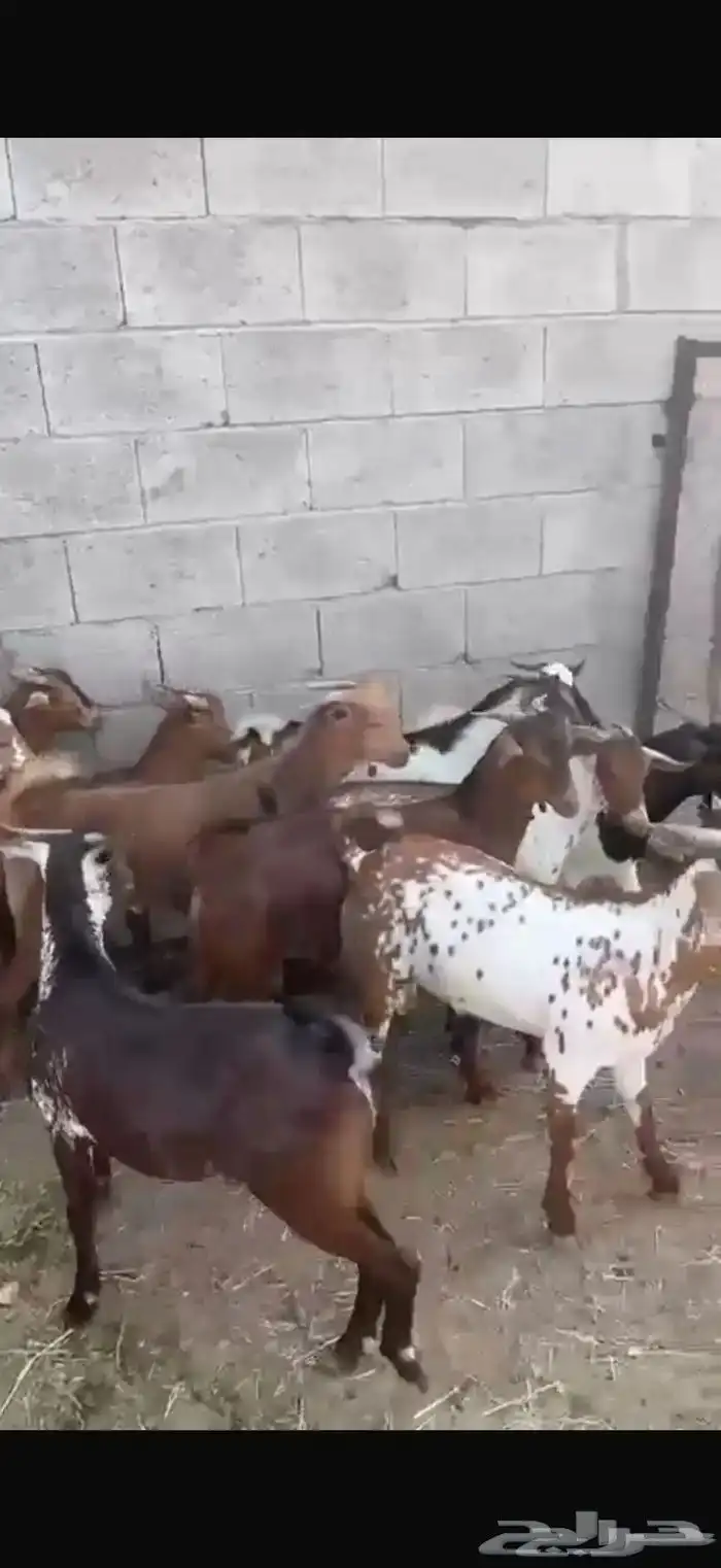 تيوس بلدي للبيع 1