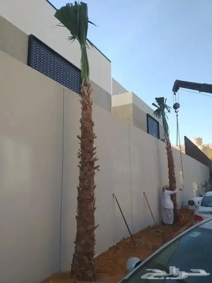 يوجد لدينا نخل عربي ووشنطني جميع المقاسات متوفره 13