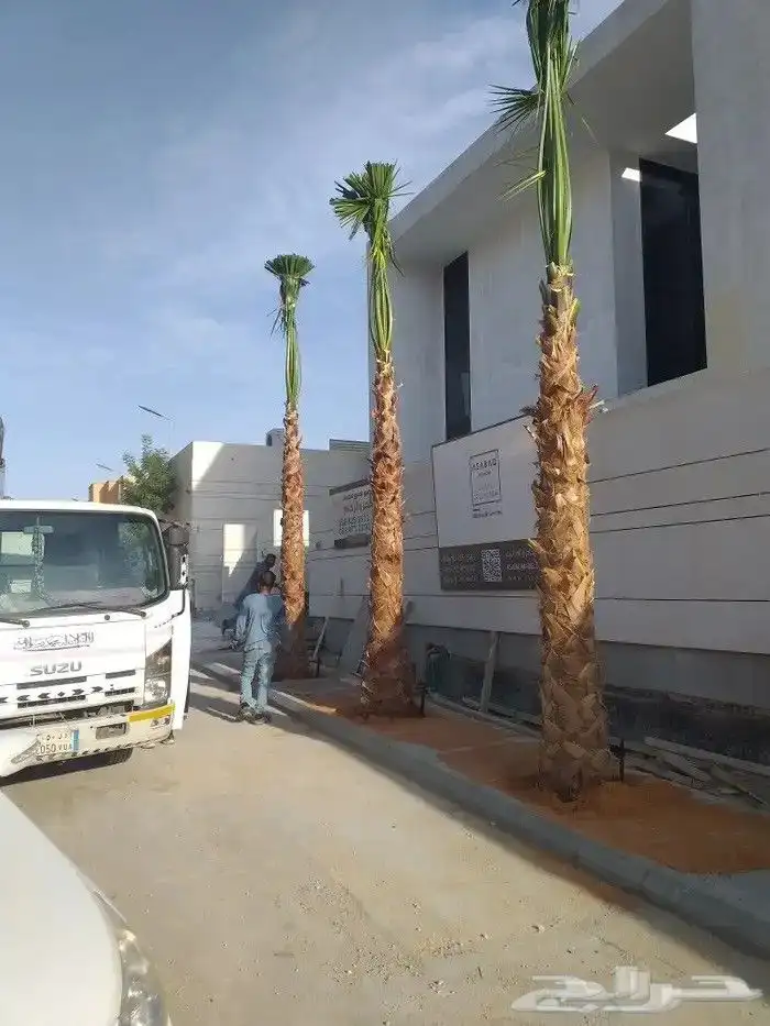 يوجد لدينا نخل عربي ووشنطني جميع المقاسات متوفره 11