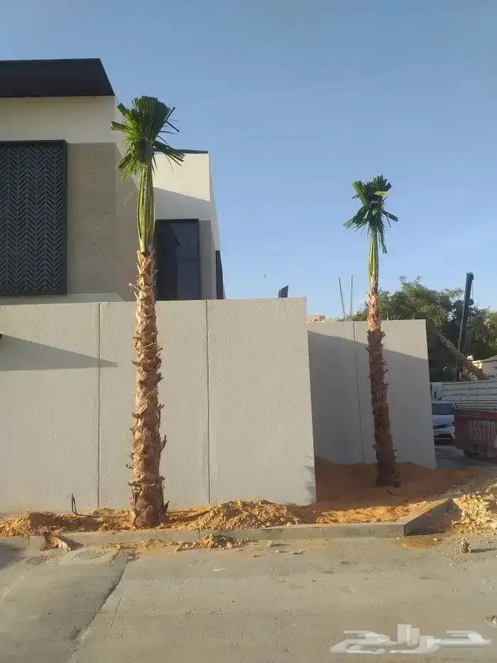 يوجد لدينا نخل عربي ووشنطني جميع المقاسات متوفره 9