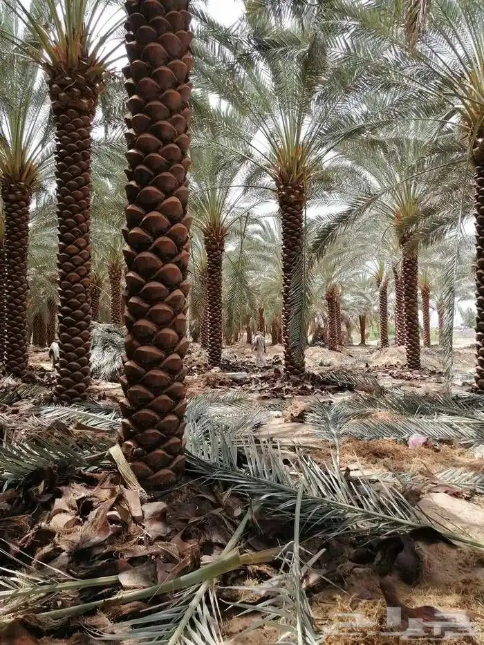 يوجد لدينا نخل عربي ووشنطني جميع المقاسات متوفره 3