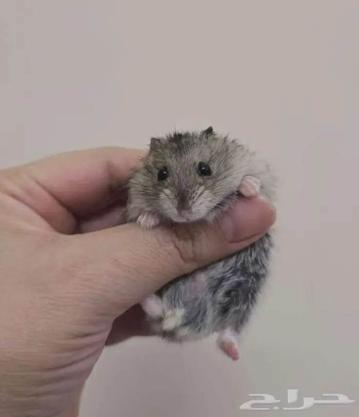 مجموعه هامسترز روس تبني 1