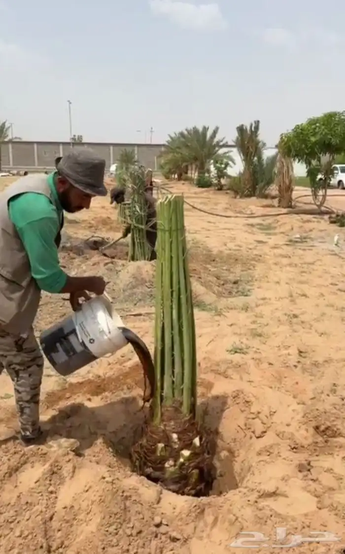 لتوريج جميع انواع انخل 3