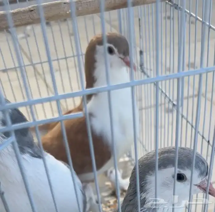 طبات حمام شيرازي للبيع 4