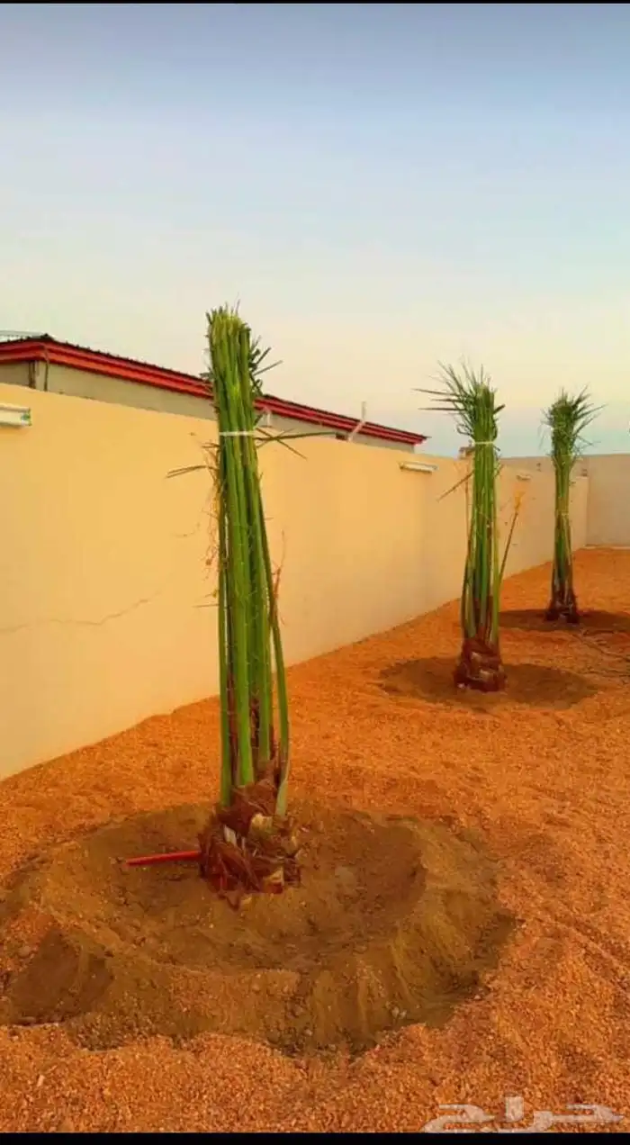 نخل القصيم نخلوطيب ومثمر على 4