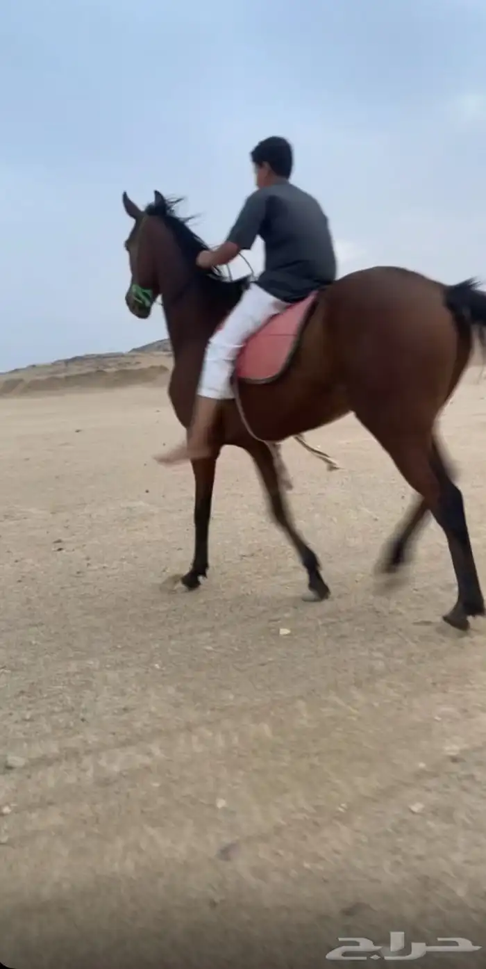 حصان نلقيزي 2