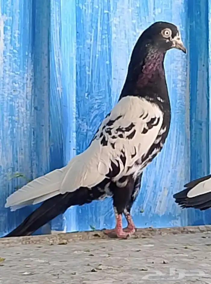 انثى باكستاني رام بوري 1