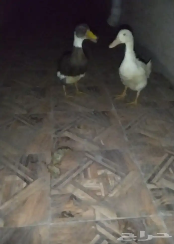 بط البيع الصحه شرط العمر شهر ونص 0