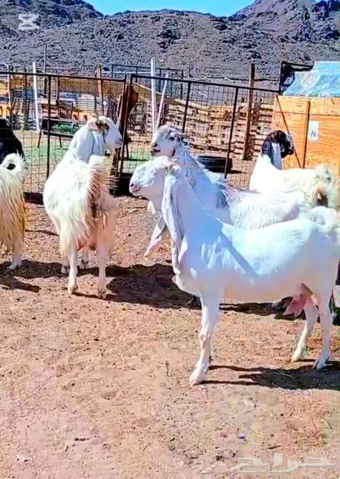 لعشاق الصنف معزا بيض مطورات فواخر ودفيع لاعلي سوم 0