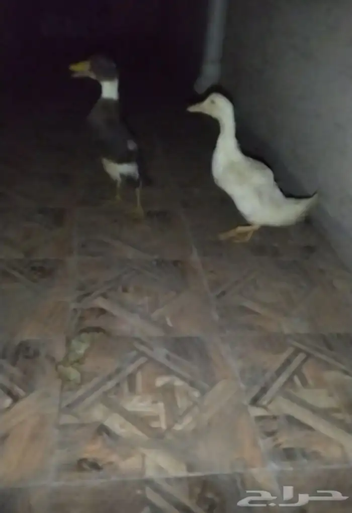 بط البيع الصحه شرط العمر شهر ونص 3