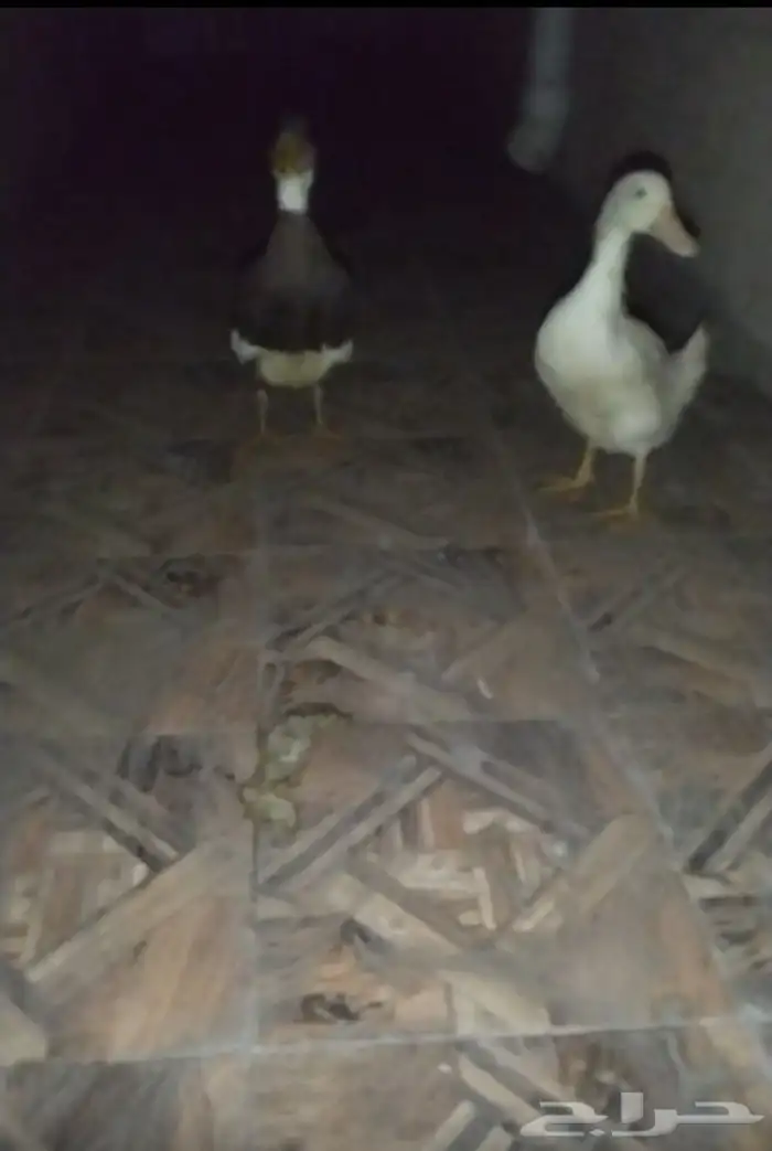 بط البيع الصحه شرط العمر شهر ونص 1