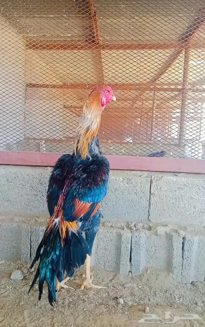 سلام عليكم ورحمه الله العرض لكم جوز 1