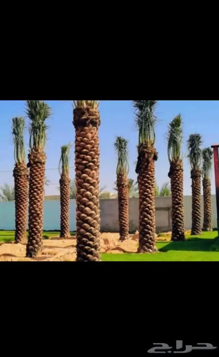 يوجد لدينا جميع انواع النخيل العربي والواشنطن ونقوم بتوريد ا 1