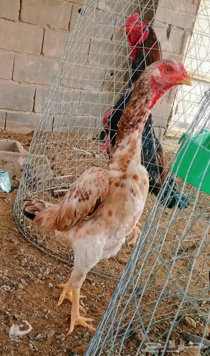 سلام عليكم ورحمه الله العرض لكم جوز 2