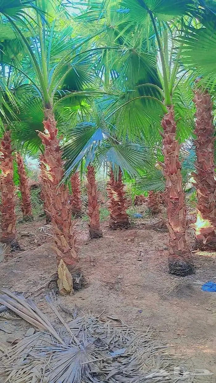 نخل للبيع بجميع أنواعه وكافت مقاساته 1