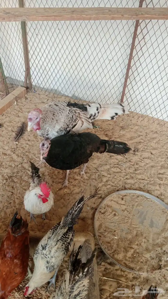 جوز رومي 1