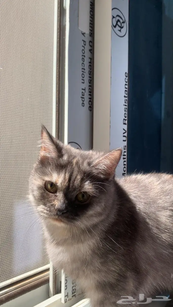 قط للبيع مع كامل اغراضه بريدة 0