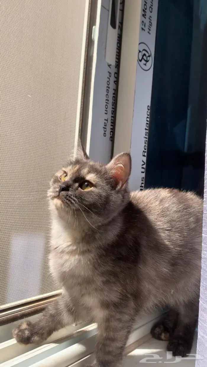 قط للبيع مع كامل اغراضه بريدة 1